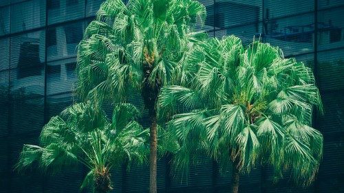 Image green palm tree near blue wooden house