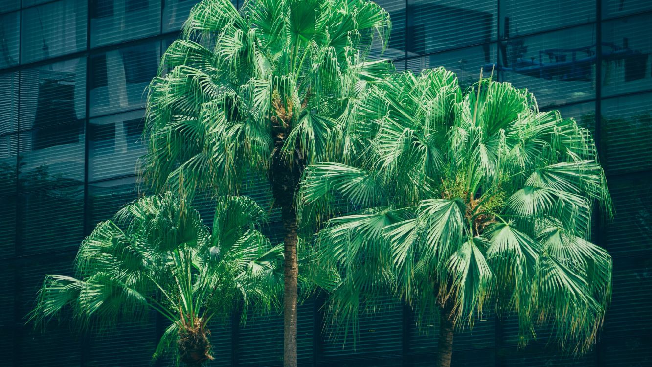 green palm tree near blue wooden house