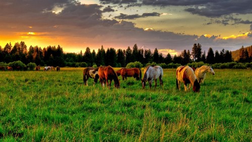 Image herd of horses on green grass field during daytime