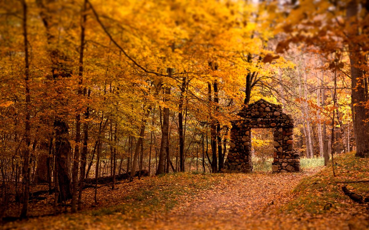 yellow leaves on ground surrounded by trees