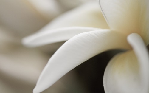 Image white flower in macro shot