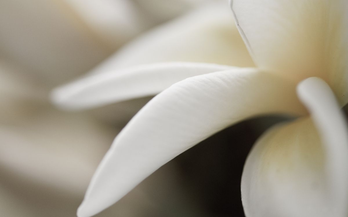 Fleur Blanche en Macro Shot. Wallpaper in 2560x1600 Resolution