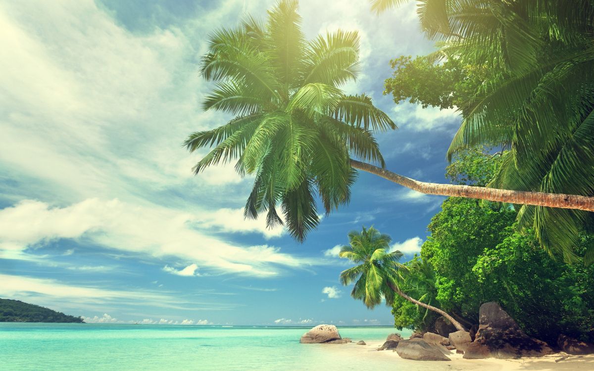 Coconut Tree Near Sea Shore During Daytime. Wallpaper in 2880x1800 Resolution