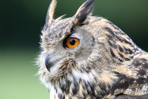 Image brown and white owl in close up photography during daytime