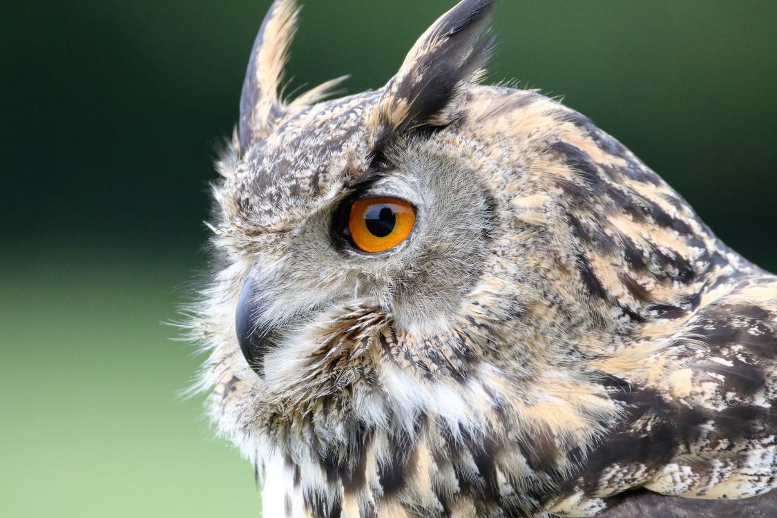 brown and white owl in close up photography during daytime