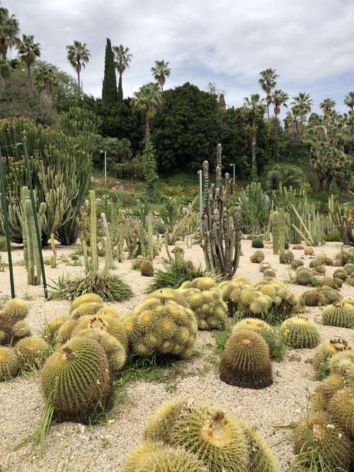Image vegetation, shrubland, biome, botanical garden, landscape