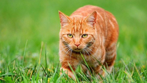 Image orange tabby cat on green grass during daytime