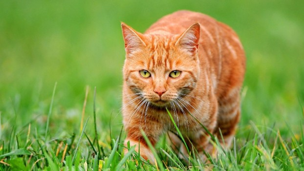 Wallpaper Orange Tabby Cat on Green Grass During Daytime, Background ...