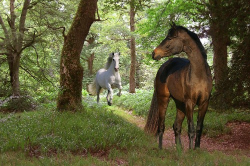 Image brown horse and white horse on green grass field during daytime