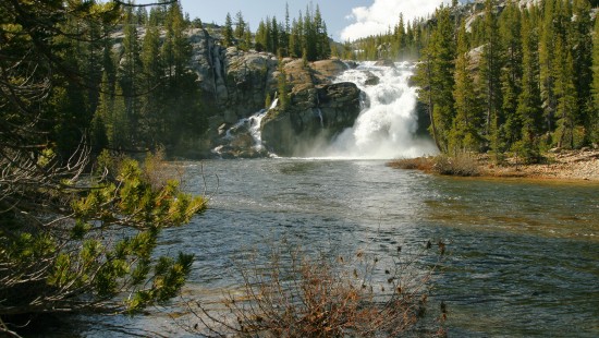 Image green pine trees beside river during daytime