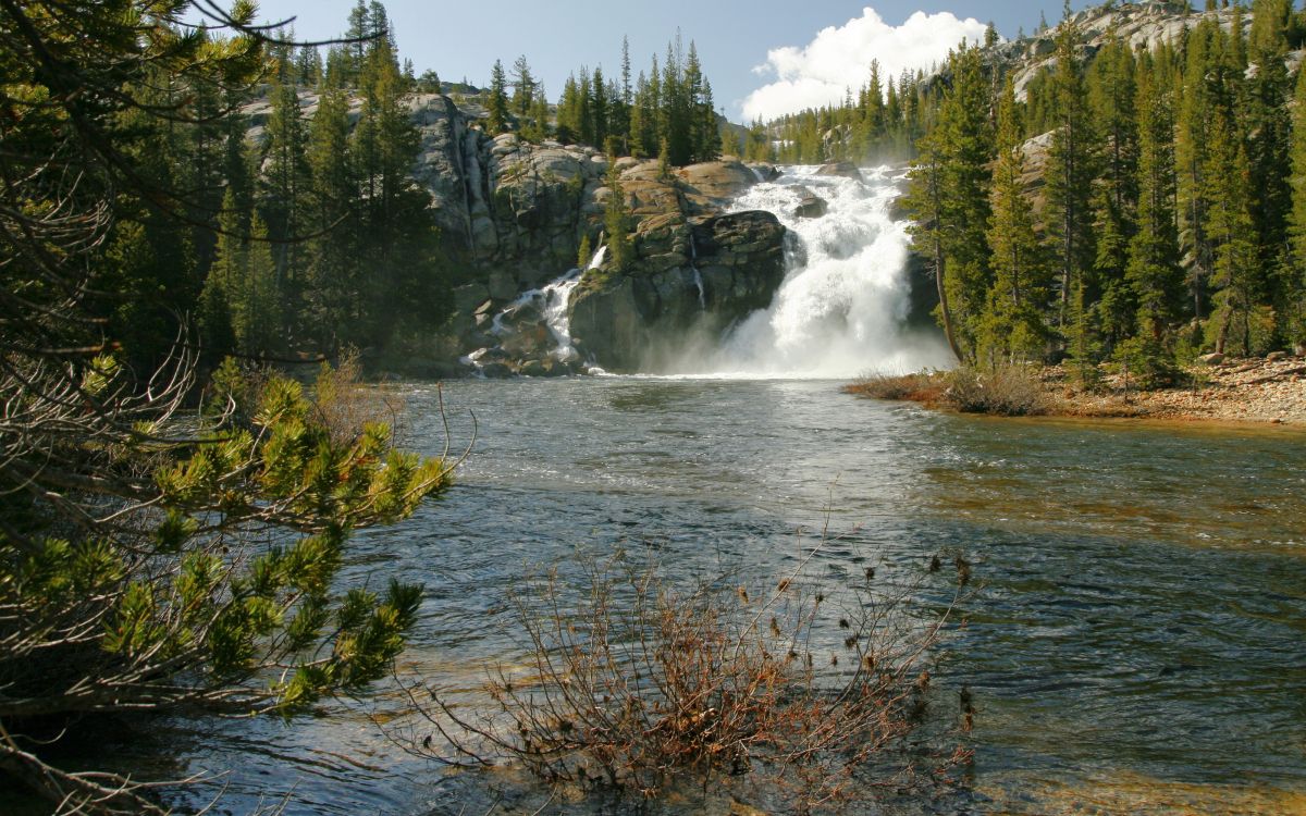 Pins Verts au Bord de la Rivière Pendant la Journée. Wallpaper in 3200x2000 Resolution
