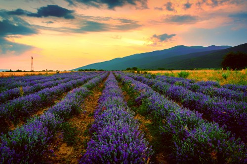 Image purple flower field under cloudy sky during daytime