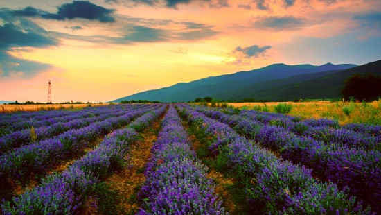 Image purple flower field under cloudy sky during daytime