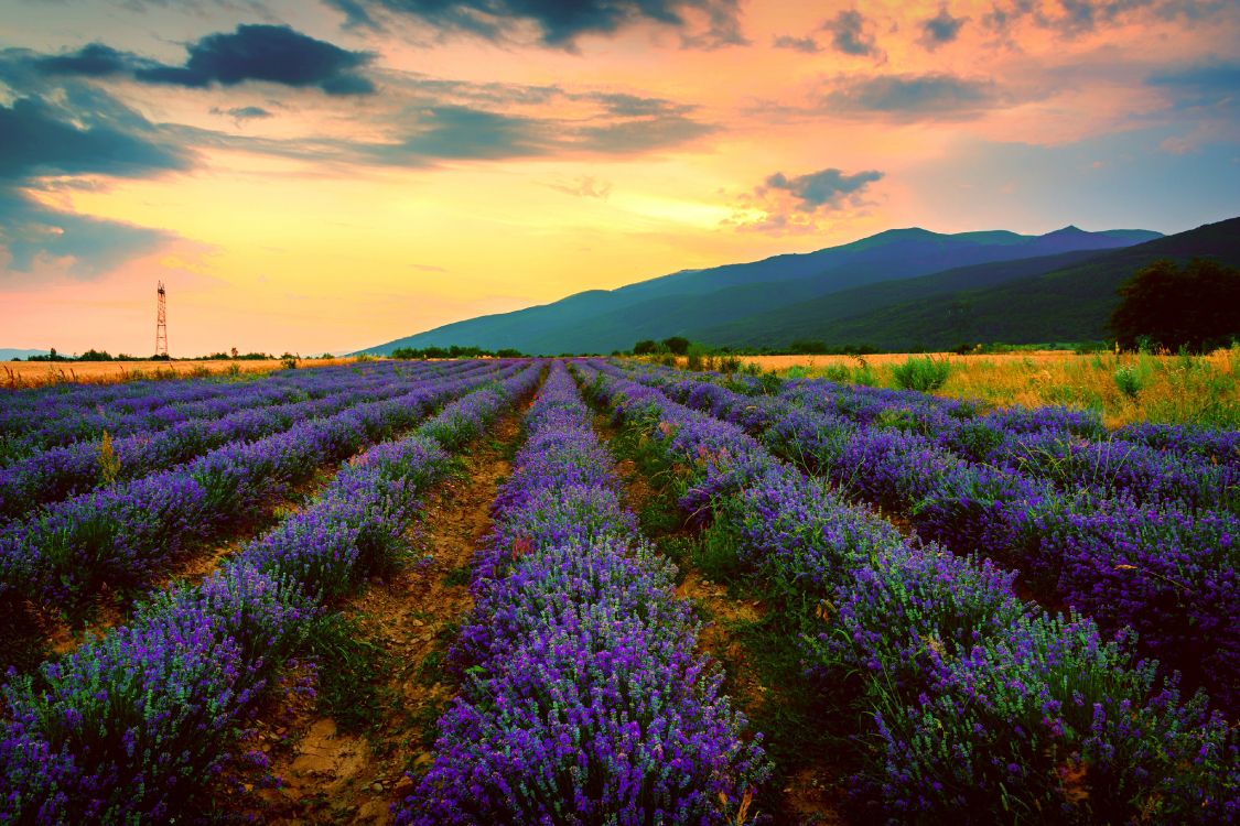 purple flower field under cloudy sky during daytime