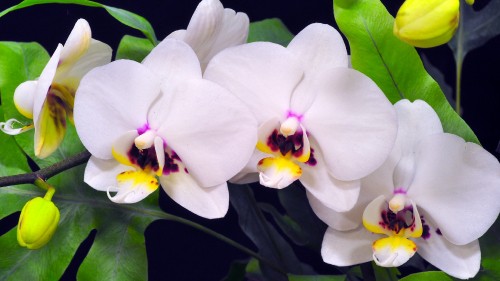 Image white and purple moth orchids in bloom