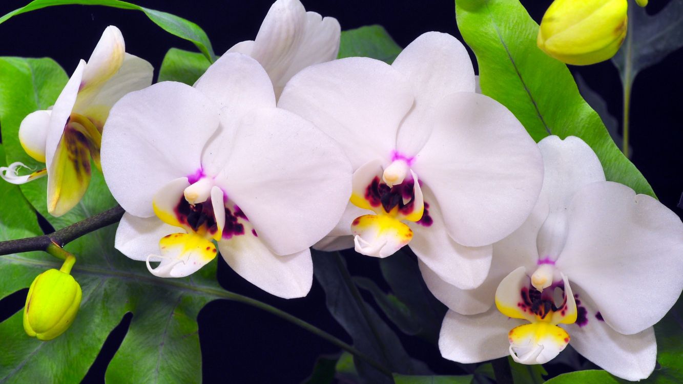 white and purple moth orchids in bloom