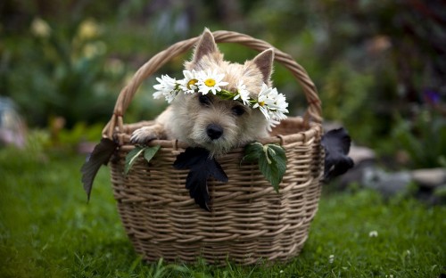 Image white long coat small dog in brown woven basket