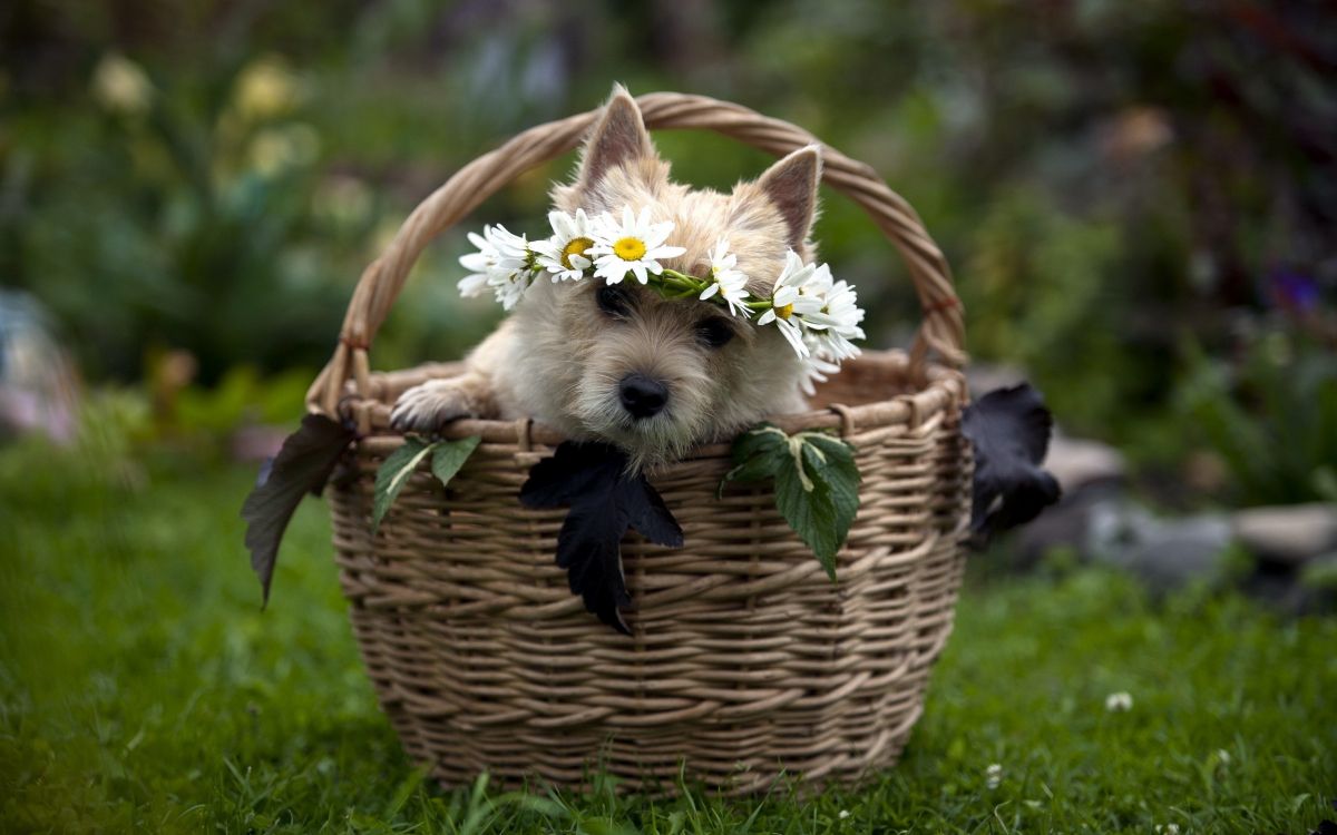 white long coat small dog in brown woven basket