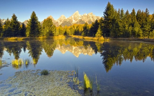 Image green trees near lake and mountain under blue sky during daytime