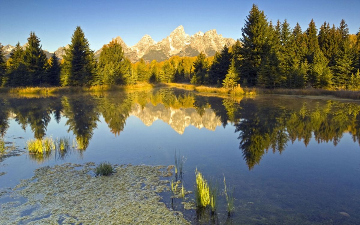 green trees near lake and mountain under blue sky during daytime