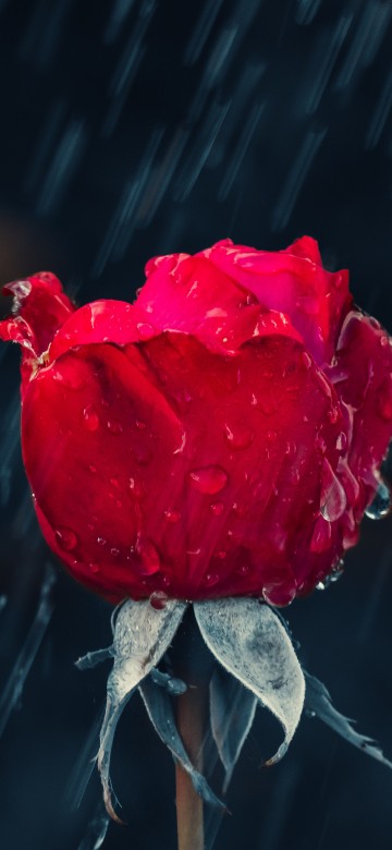 Image rain, rose, flower, red, garden roses