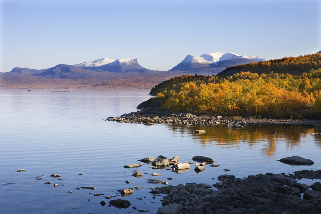 green and brown trees near body of water during daytime