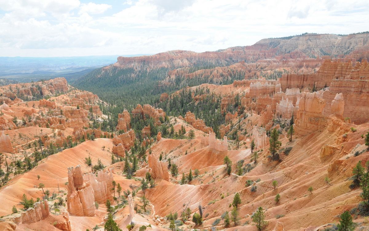 brown and green trees on brown mountain during daytime