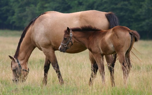 Image brown horse on brown grass field during daytime