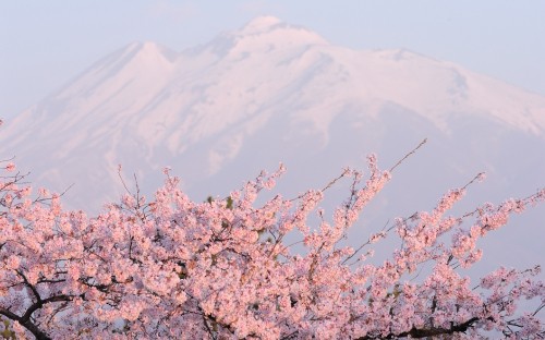 Image pink cherry blossom flowers during daytime