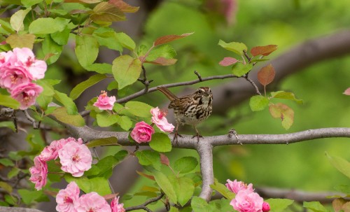 Image brown bird perched on pink flower