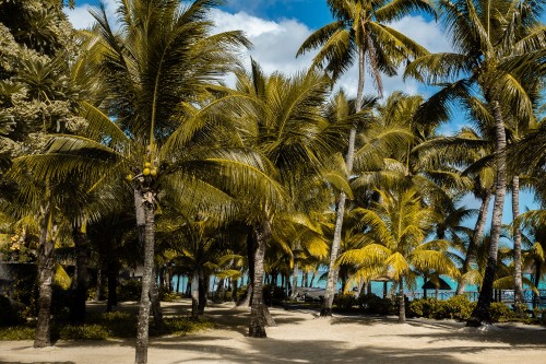 Image palm trees on the beach during daytime