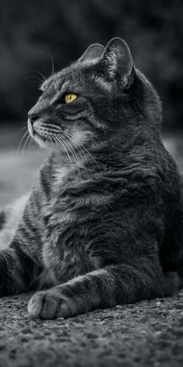 Backenbart, Katze, Felidae, Carnivore, Kleine Bis Mittelgroße Katzen. Wallpaper in 1080x2160 Resolution