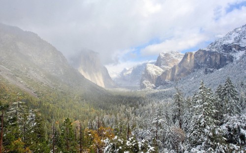 Image green pine trees near mountain during daytime