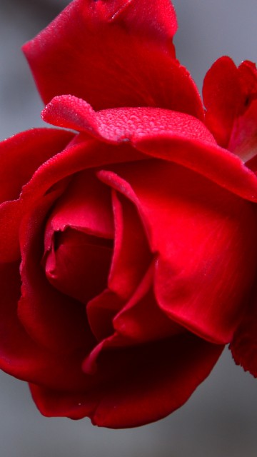Image red rose in close up photography