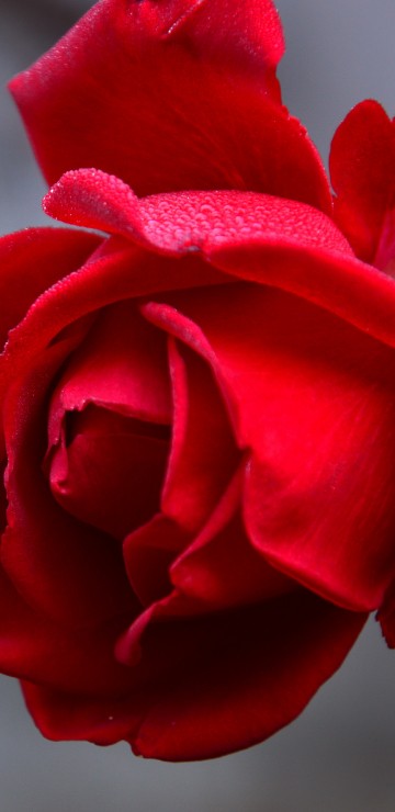 Image red rose in close up photography
