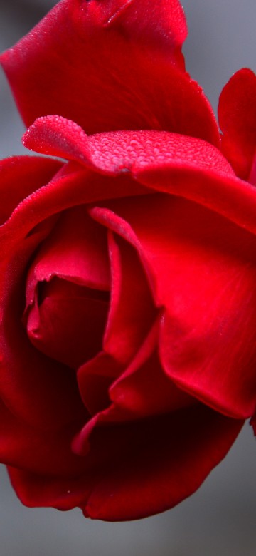 Image red rose in close up photography