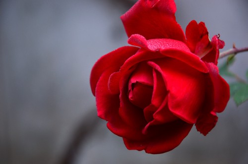 Image red rose in close up photography