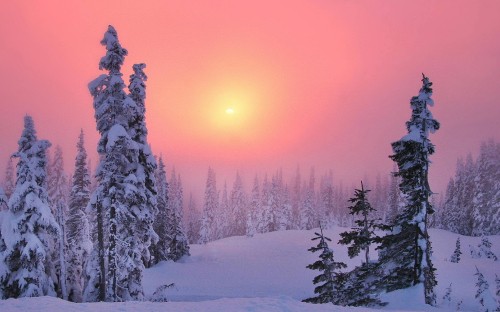 Image pine trees covered with snow during daytime