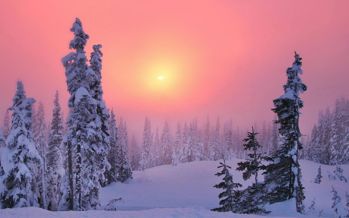 pine trees covered with snow during daytime