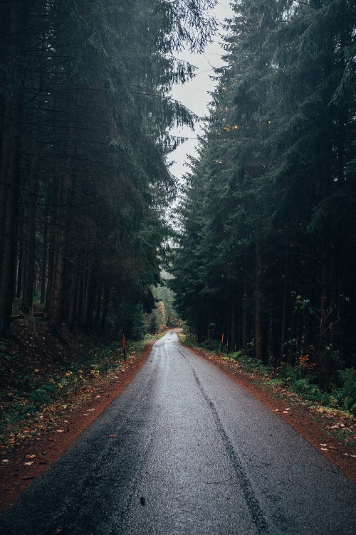 Image road, forest, tree, natural landscape, nature