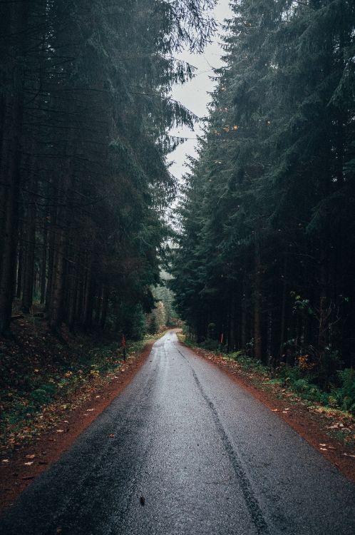 road, forest, tree, natural landscape, nature