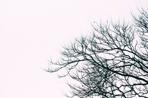 Image leafless tree under white sky