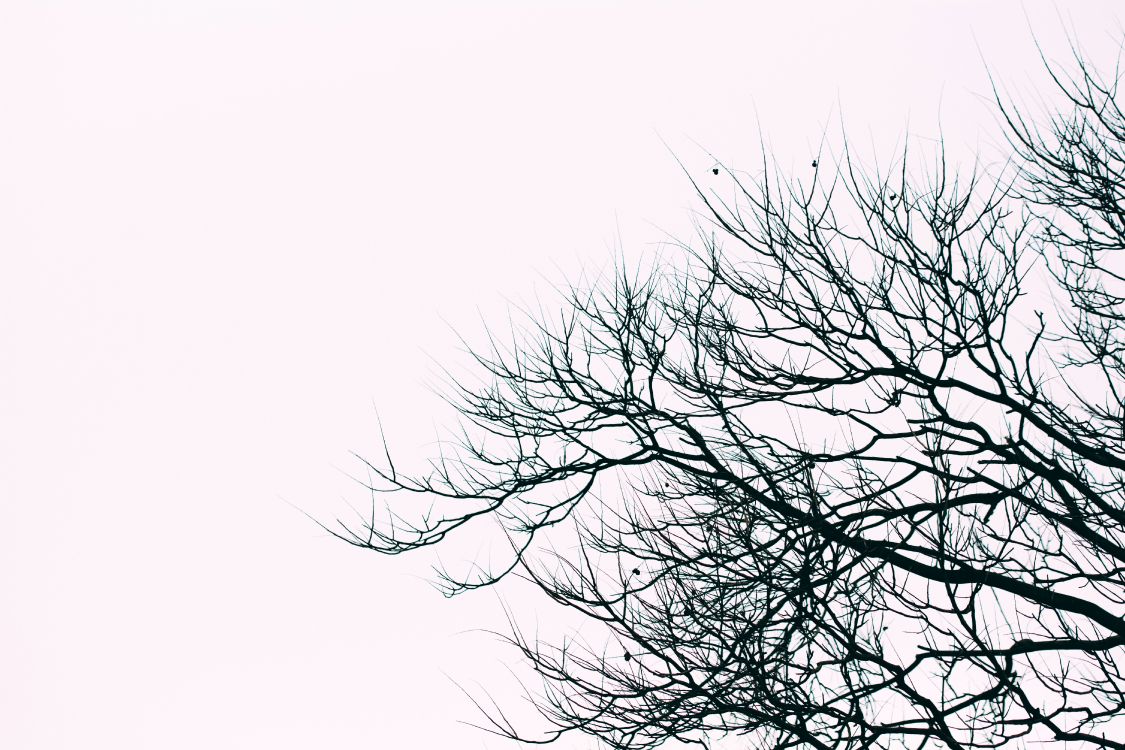 leafless tree under white sky