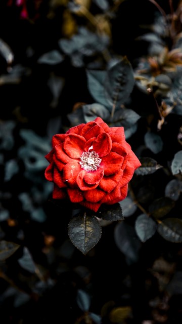 Image red rose in bloom during daytime