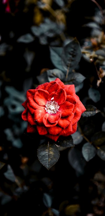 Image red rose in bloom during daytime