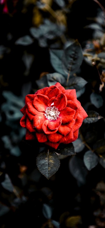 Image red rose in bloom during daytime