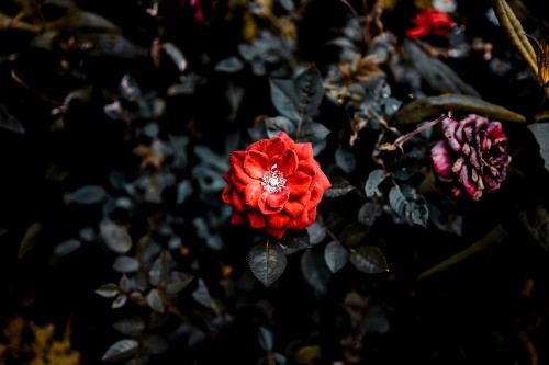 Image red rose in bloom during daytime