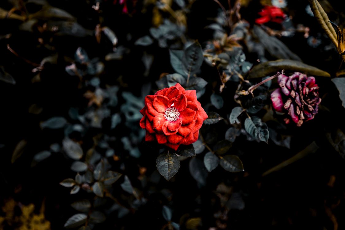 red rose in bloom during daytime