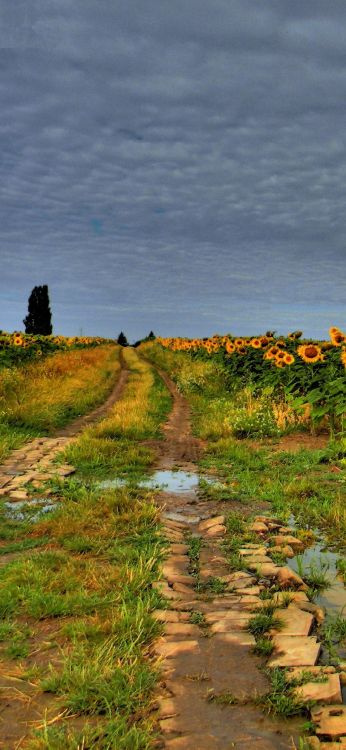 Dessin, Paysage Naturel, Asphalt, Agriculture, Prairie. Wallpaper in 1080x2340 Resolution