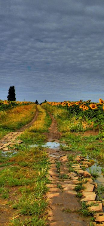 drawing, cloud, flower, plant, natural landscape